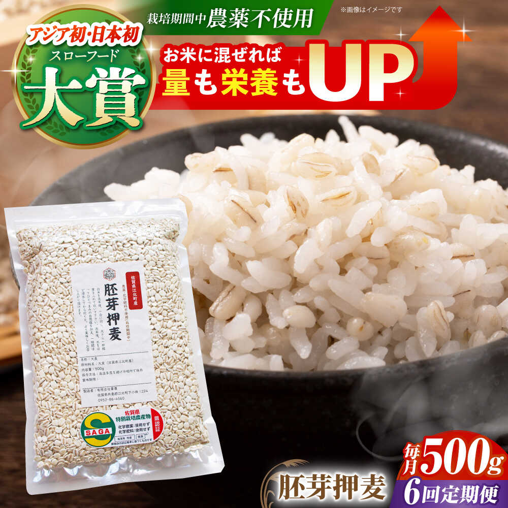 【全6回定期便】胚芽押麦 500g ( 1等麦使用 ) 江北町産 サチホゴールデン 【葦農】 [HAJ035]