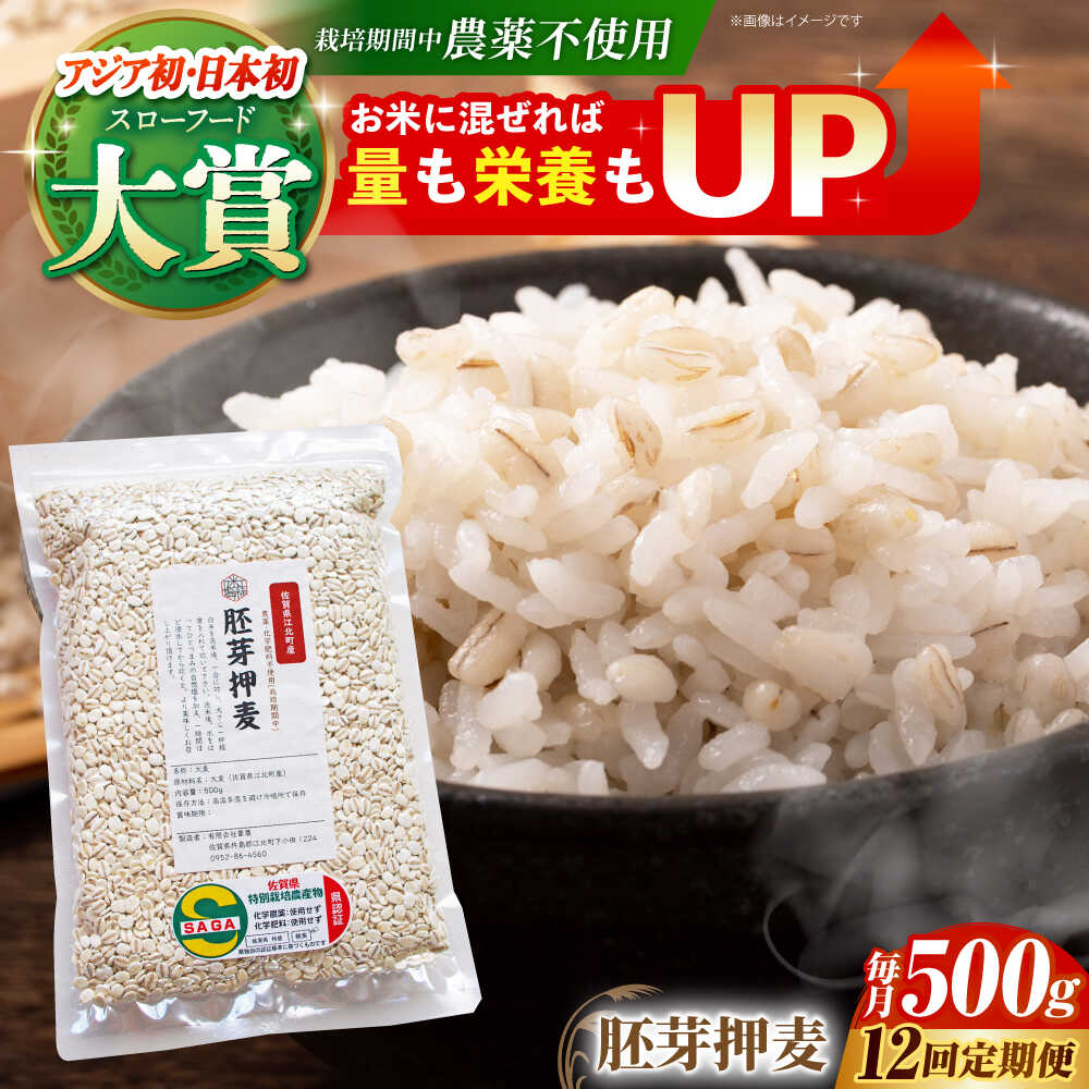 【全12回定期便】胚芽押麦 500g ( 1等麦使用 ) 江北町産 サチホゴールデン 【葦農】 [HAJ036]