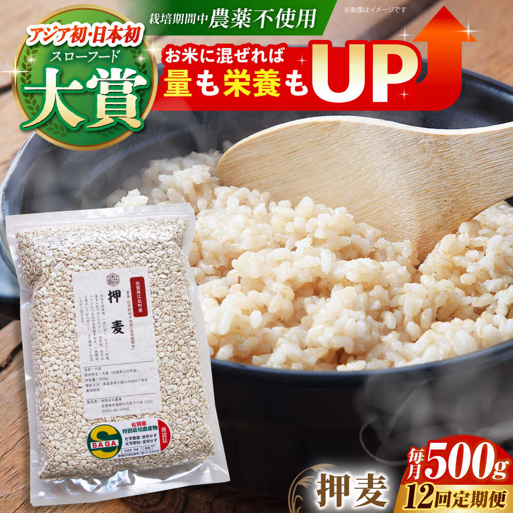 【全12回定期便】押麦 500g ( 1等麦使用 ) 江北町産 サチホゴールデン 【葦農】 [HAJ039]
