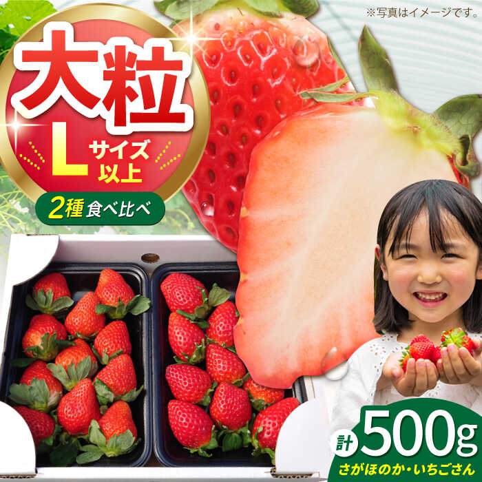 【12〜4月発送】農園直送 いちご「いちごさん・さがほのか」500g（約250g×2パック）【花祭果実】 [HBN003] / いちご 苺 イチゴ 食品 フルーツ 果物 くだもの いちごさん さがほのか ブランド 送料無料 先行予約 佐賀県 江北町 8000 8000円