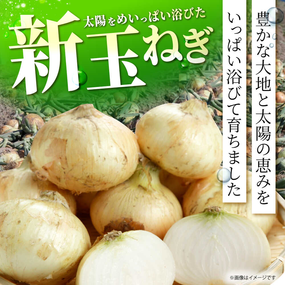 【ふるさと納税】【先行予約】 新玉ねぎ 5kg 【吉祥】[HDG015] - 画像2