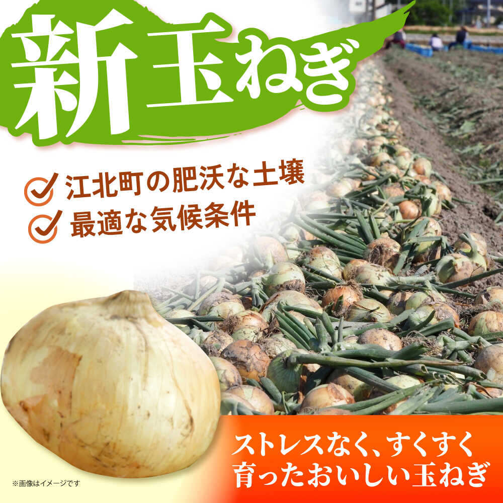 【ふるさと納税】【先行予約】 新玉ねぎ 5kg 【吉祥】[HDG015] - 画像3