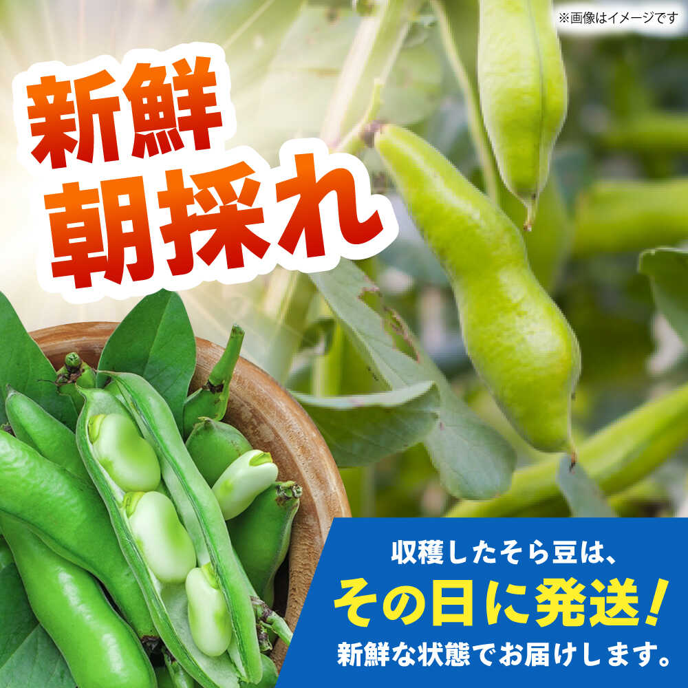 【ふるさと納税】【朝採れ】 訳あり 生そら豆 2.5kg 【にしやまファーム】 新物 さや付き そら豆[HDI002] - 画像3