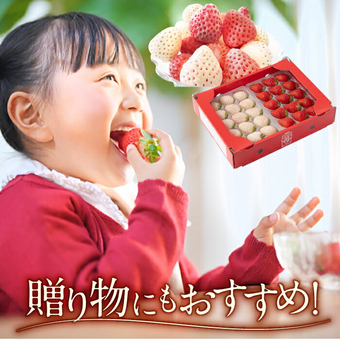 【ふるさと納税】【R8年3月以降発送】 【3回定期便】 希少白いちご パールホワイト・さがほのか・冷凍いちご【ハヤシダファーム】 イチゴ 白イチゴ 苺 果物 フルーツ 佐賀県 白石町 [IAQ010] サムネイル3