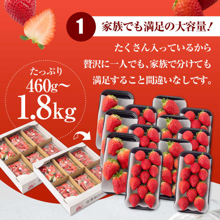 【ふるさと納税】【R8年1月以降発送】いちごさん〈選べる容量〉 2パック or 6パック or 12パック【道の駅しろいしカンパニー】イチゴ 苺 大容量 果物 フルーツ 佐賀県 白石町 [IAA022] サムネイル3