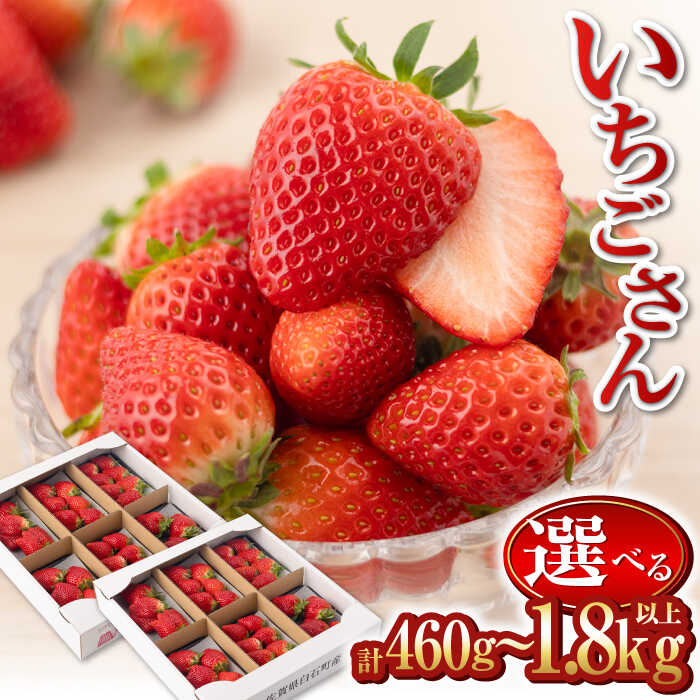 【R8年1月以降発送】いちごさん〈選べる容量〉 2パック or 6パック or 12パック【道の駅しろいしカンパニー】イチゴ 苺 大容量 果物 フルーツ 佐賀県 白石町 [IAA022]