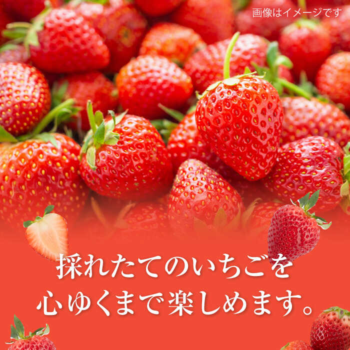 【ふるさと納税】【R8年1月以降発送】さがほのか〈選べる容量〉6パック or 12パック【道の駅しろいしカンパニー】イチゴ 苺 いちご 大容量 果物 フルーツ 佐賀県産 佐賀県 白石町 [IAA024] サムネイル2