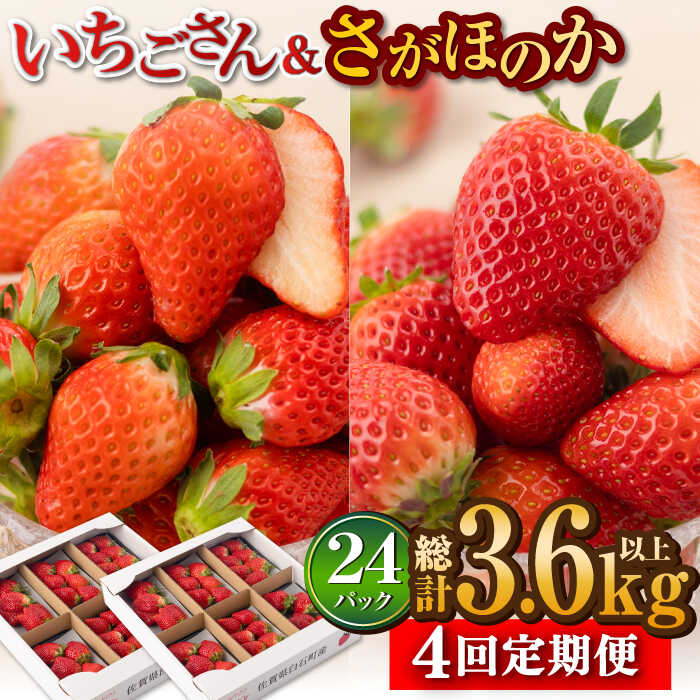 【R8年1月以降発送】【全4回定期便】白石産 赤いちご 人気2種定期便（さがほのか＆いちごさん） 約150g×6パック/回（総計3.6kg以上）【道の駅しろいしカンパニー】苺 イチゴ 赤いちご 人気 果物 フルーツ 佐賀県 白石町 [IAA033]