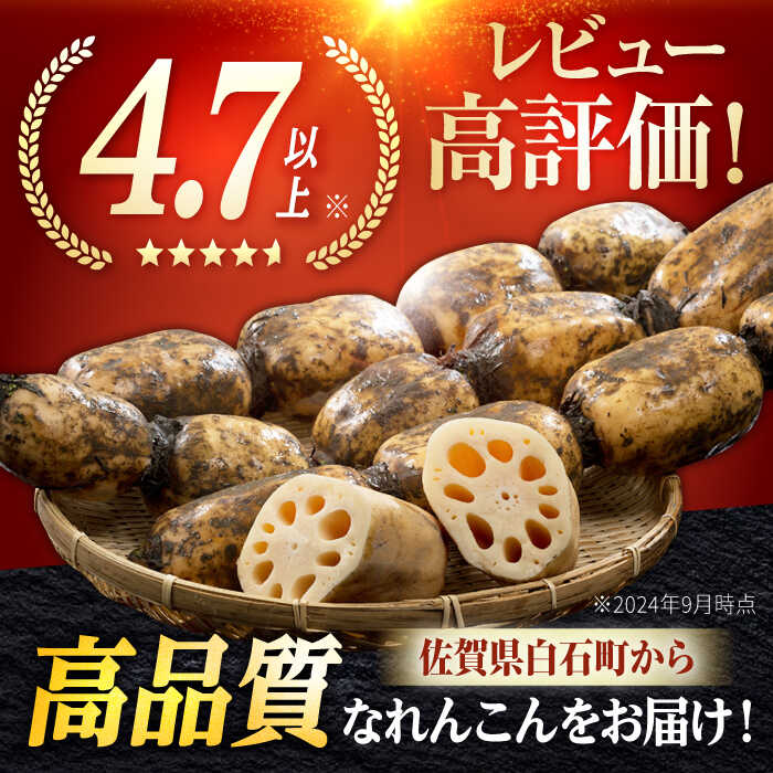 【ふるさと納税】【年内配送】白石町産 泥付きれんこん （4kg）【佐賀県農業協同組合】レンコン 蓮根 野菜 根菜 高評価 佐賀県 白石町 [IAK015] サムネイル2