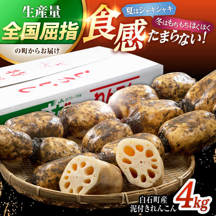 【年内配送】白石町産 泥付きれんこん （4kg）【佐賀県農業協同組合】レンコン 蓮根 野菜 根菜 高評価 佐賀県 白石町 [IAK015]