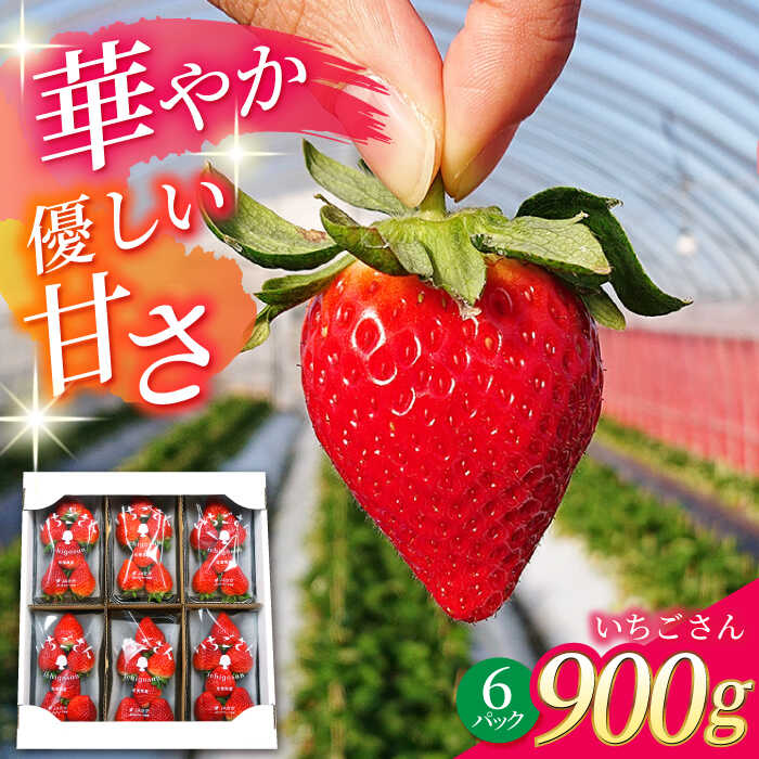 【R8年1月以降発送】 白石町産 いちごさん （150g×6パック） 【佐賀県農業協同組合】イチゴ 苺 大容量 果物 フルーツ 佐賀県 白石町 [IAK016]