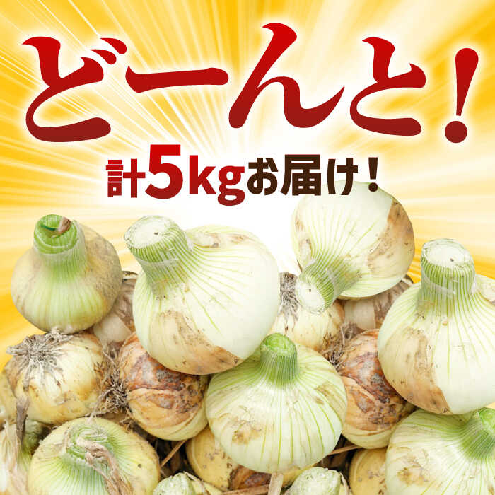 【ふるさと納税】【先行予約】【農家直送！】 玉葱農家のこだわり 新玉ねぎ 約5kg【玉葱農家 陣内ちひろ】 新たまねぎ 新玉葱 タマネギ 佐賀県 白石町 [IAO009] サムネイル2