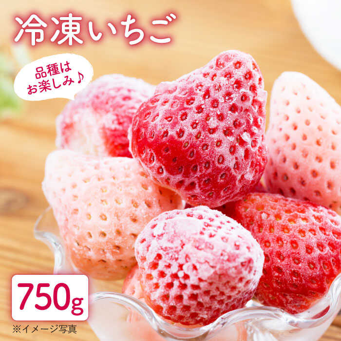 【先行予約】冷凍いちご おまかせ 詰め合わせ 750g【岸川農園】ジャム シロップ スムージー 冷凍 イチゴ 苺 果物 くだもの フルーツ 冷凍果実 冷凍フルーツ 佐賀県 白石町 [IAP002]