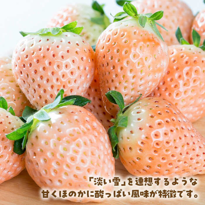 【ふるさと納税】【先行予約】【農家直送】ほんのりピンク白いちご希少な「淡雪」220g×2パック【岸川農園】イチゴ 白イチゴ 苺 果物 フルーツ 佐賀県 白石町 [IAP005] サムネイル3