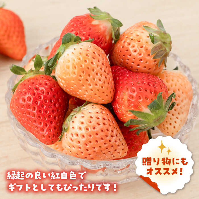 【ふるさと納税】【先行予約】【農家直送】淡雪＆さがほのか赤白いちごセット各220g【岸川農園】イチゴ 白イチゴ 苺 果物 フルーツ 佐賀県 白石町 [IAP007] サムネイル3