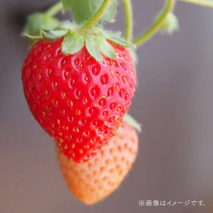 【ふるさと納税】【先行予約】その美味しさ四つ星級！新品種「よつぼし」220g×2パック【岸川農園】いちご イチゴ 苺 果物 フルーツ 佐賀県 白石町 [IAP009] サムネイル2