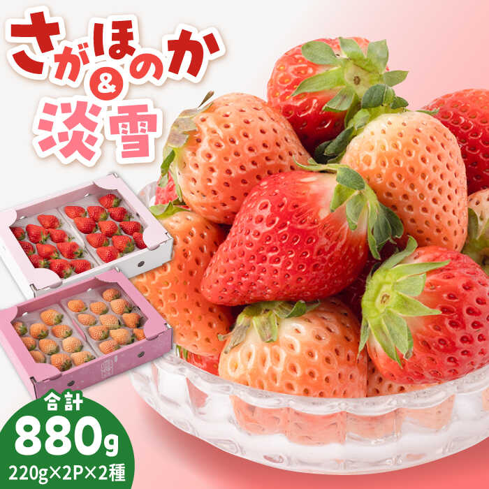 【先行予約】赤白 いちご 豪華 食べ比べセット【岸川農園】農家直送 希少 苺 いちご イチゴ 白イチゴ 果物 フルーツ 淡雪 さがほのか 佐賀県 白石町 [IAP028]