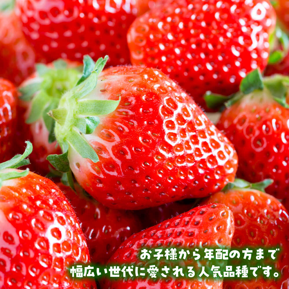 【ふるさと納税】【R8年1月以降発送】白石産いちご「さがほのか」 220g×2パック 【岸川農園】[IAP048] サムネイル3