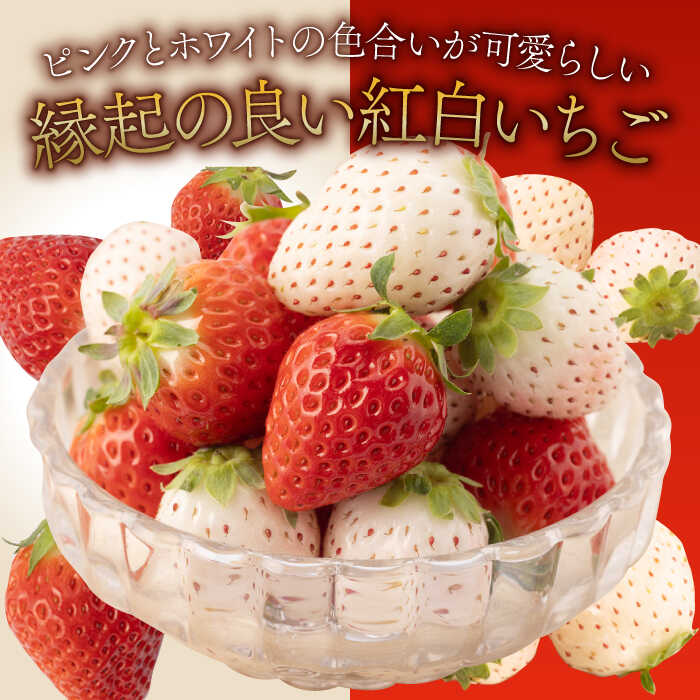 【ふるさと納税】【先行予約】 【農家直送】 いちご食べ比べ！『さがほのか』と『パールホワイト』220g 化粧箱入り 【ハヤシダファーム】 イチゴ 白イチゴ 苺 果物 フルーツ 佐賀県 白石町 [IAQ004] サムネイル2