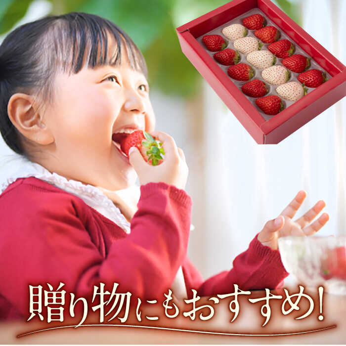 【ふるさと納税】【先行予約】 【農家直送】 いちご食べ比べ！『さがほのか』と『パールホワイト』220g 化粧箱入り 【ハヤシダファーム】 イチゴ 白イチゴ 苺 果物 フルーツ 佐賀県 白石町 [IAQ004] サムネイル3