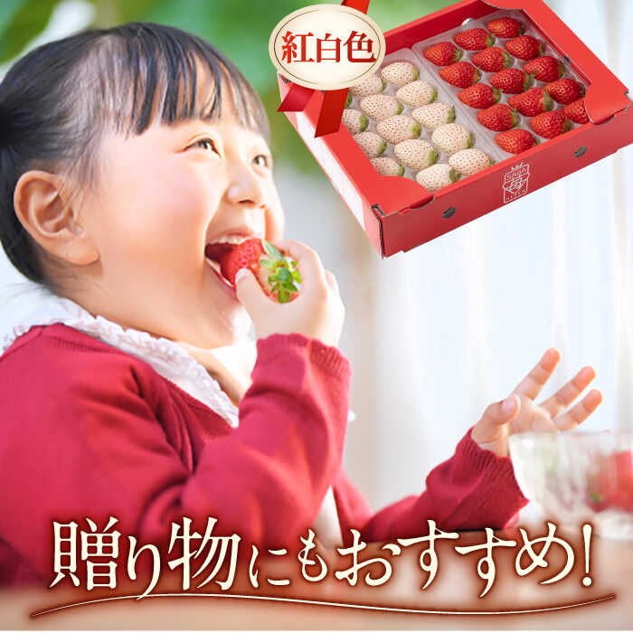 【ふるさと納税】【先行予約】 【農家直送】 いちご食べ比べ！『さがほのか』と『パールホワイト』220g×2パック（各220g）【ハヤシダファーム】 イチゴ 白イチゴ 苺 果物 フルーツ 佐賀県 白石町 [IAQ005] サムネイル3