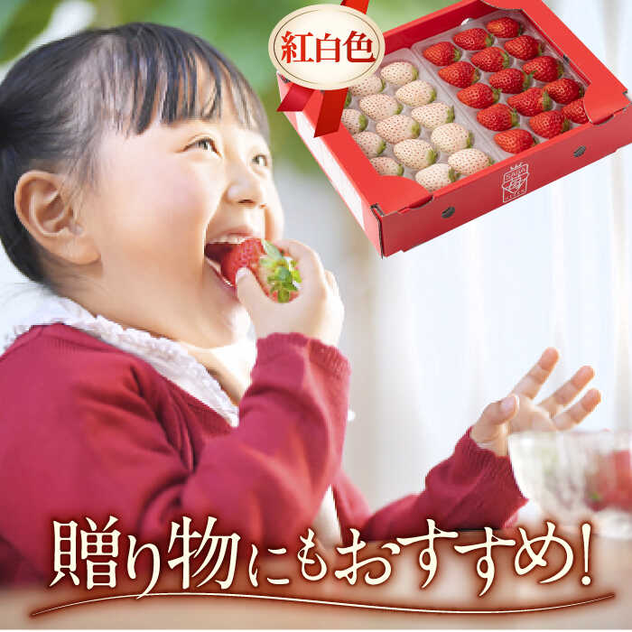 【ふるさと納税】【先行予約】 いちご食べ比べ！『さがほのか』と『パールホワイト』220g×各2パック 計4パック【ハヤシダファーム】 イチゴ 白イチゴ 苺 果物 フルーツ 佐賀県 白石町 [IAQ017] サムネイル3