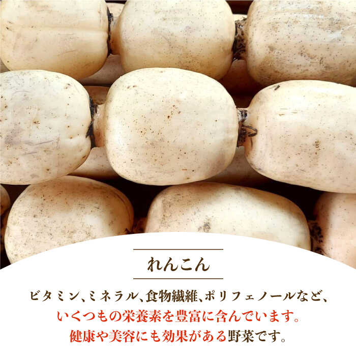 【ふるさと納税】【年内配送】【農家直送！】洗いれんこん 2kg（500g×4袋）〜山口さんちの贈り物〜【y'scompany】 蓮根 レンコン 根菜 野菜 佐賀県 白石町 [IAS003] サムネイル2