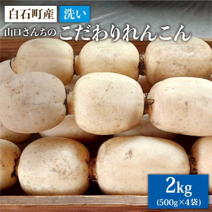 【年内配送】【農家直送！】洗いれんこん 2kg（500g×4袋）〜山口さんちの贈り物〜【y'scompany】 蓮根 レンコン 根菜 野菜 佐賀県 白石町 [IAS003]