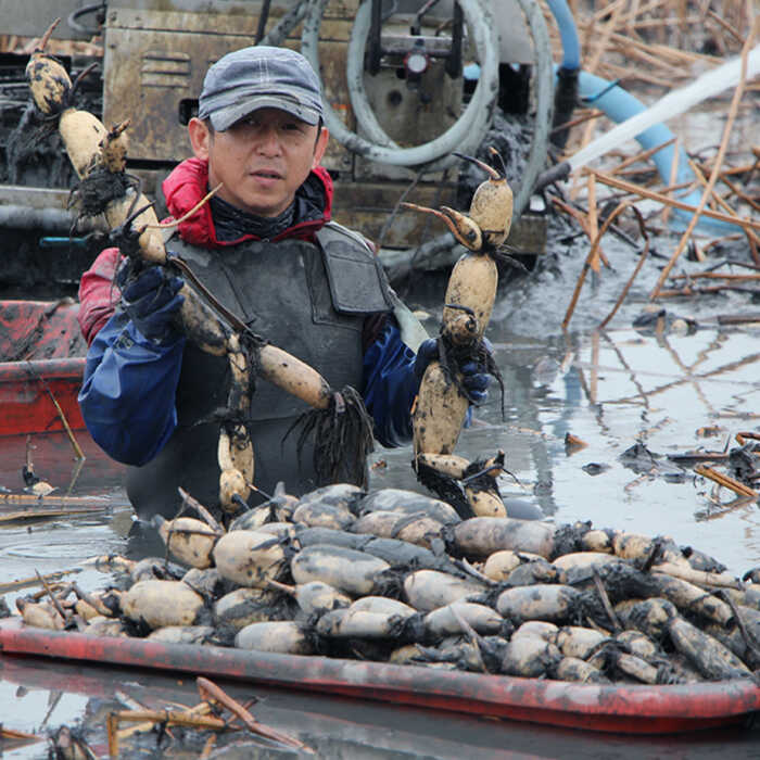 【ふるさと納税】【年内配送】【ミシュランシェフも認めた】れんこん（泥付き） 3kg 【田島屋れんこん】 蓮根 レンコン 根菜 野菜 白石町産 佐賀県 白石町 [IAV001] サムネイル3