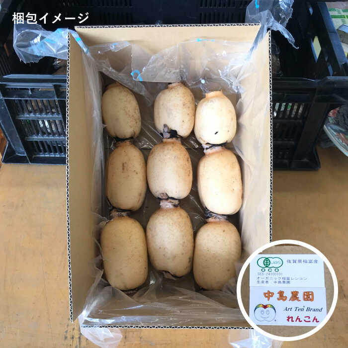 【ふるさと納税】【節切り】 希少な オーガニック 福富 れんこん 約1.5kg【中島農園】 野菜 新鮮 美肌 レンコン 蓮根 野菜 根菜 有機JAS 白石町産 佐賀県産 [IBC001] サムネイル3
