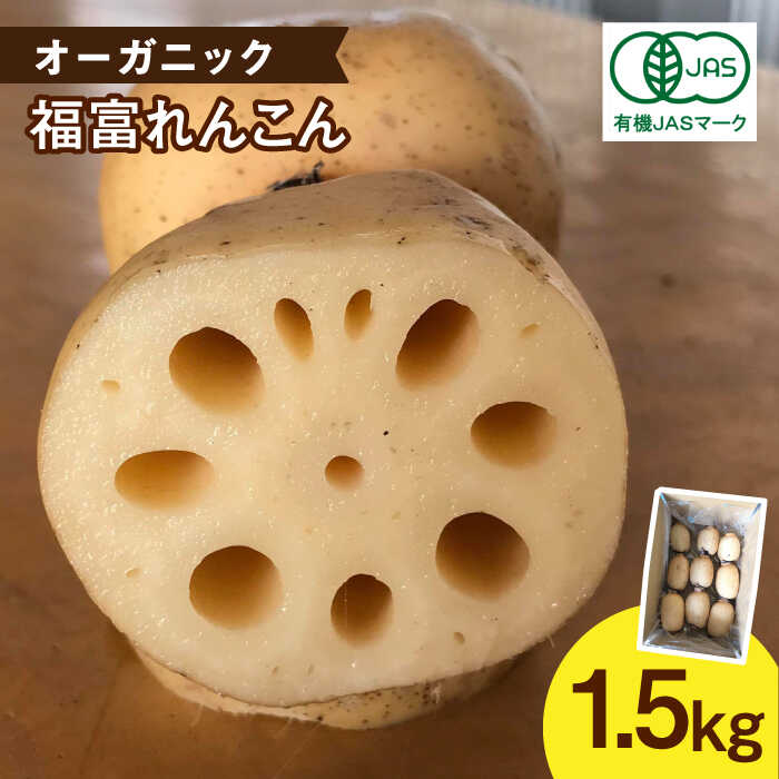 【節切り】 希少な オーガニック 福富 れんこん 約1.5kg【中島農園】 野菜 新鮮 美肌 レンコン 蓮根 野菜 根菜 有機JAS 白石町産 佐賀県産 [IBC001]