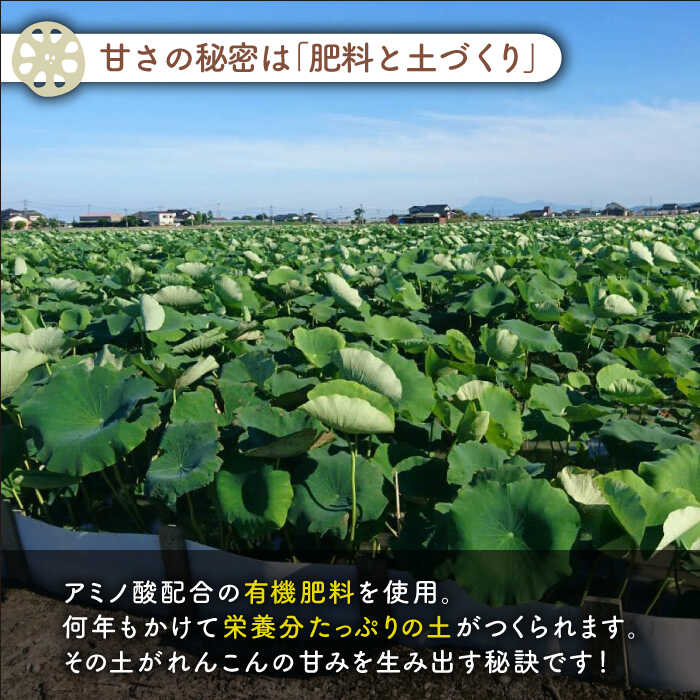 【ふるさと納税】【年内配送】やみつきになる甘さ！ 松尾青果のこだわり白石れんこん 約3kg【松尾青果】 蓮根 レンコン 野菜 根菜 泥付き 佐賀県 白石町 [IBD001] サムネイル2