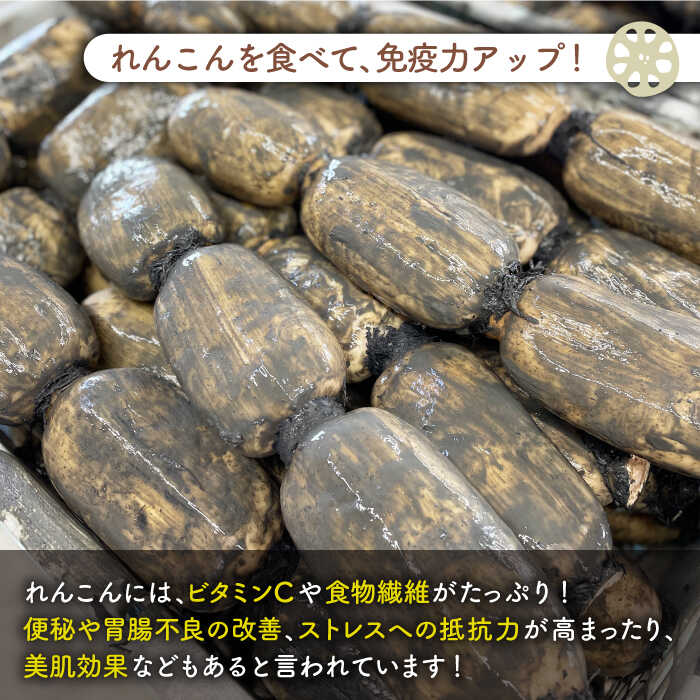 【ふるさと納税】【年内配送】やみつきになる甘さ！ 松尾青果のこだわり白石れんこん 約3kg【松尾青果】 蓮根 レンコン 野菜 根菜 泥付き 佐賀県 白石町 [IBD001] サムネイル3