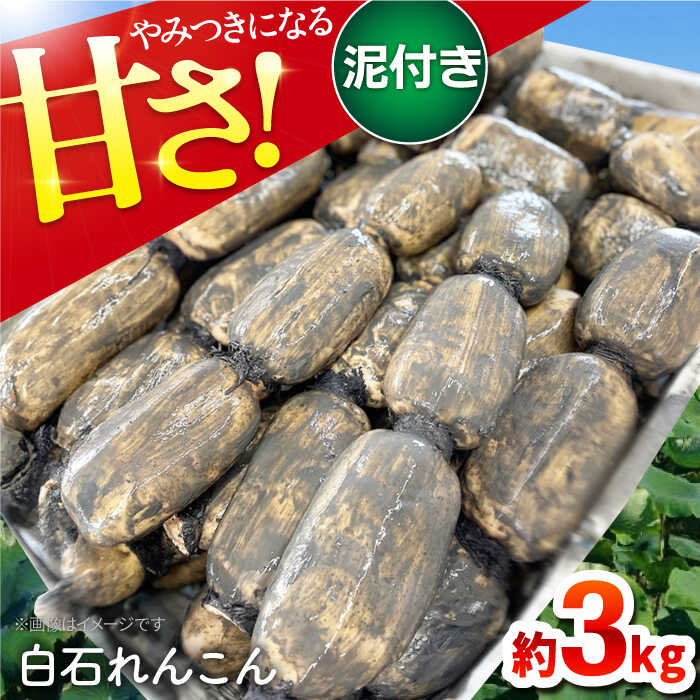 【年内配送】やみつきになる甘さ！ 松尾青果のこだわり白石れんこん 約3kg【松尾青果】 蓮根 レンコン 野菜 根菜 泥付き 佐賀県 白石町 [IBD001]