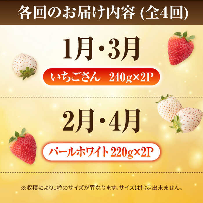 【ふるさと納税】 【先行予約】 【4回定期便】 食べ比べ！いちごさん＆パールホワイト定期便【かわさきいちご】 イチゴ 白イチゴ 苺 果物 フルーツ 佐賀県 白石町 [IBG012] サムネイル2