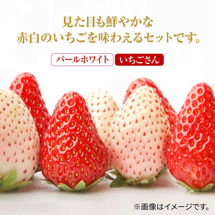 【ふるさと納税】 【先行予約】 【4回定期便】 食べ比べ！いちごさん＆パールホワイト定期便【かわさきいちご】 イチゴ 白イチゴ 苺 果物 フルーツ 佐賀県 白石町 [IBG012] サムネイル3