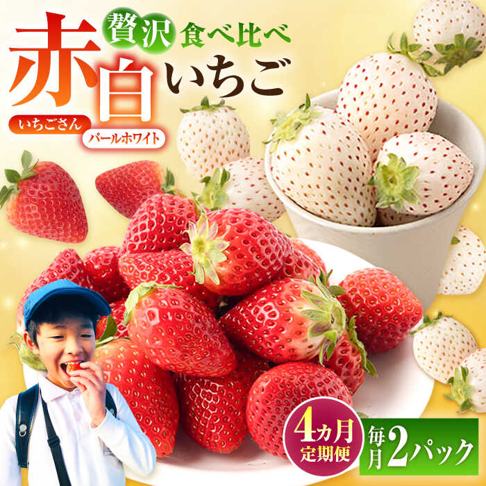 【先行予約】 【4回定期便】 食べ比べ！いちごさん＆パールホワイト定期便【かわさきいちご】 イチゴ 白イチゴ 苺 果物 フルーツ 佐賀県 白石町 [IBG012]