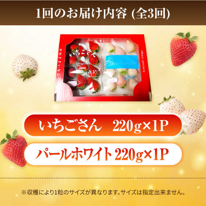 【ふるさと納税】 【先行予約】 【3回定期便】 食べ比べ！いちごさん＆パールホワイト 詰め合わせ定期便 各品種220g×1パック（計440g以上）【かわさきいちご】 イチゴ 白イチゴ 苺 果物 フルーツ 佐賀県 白石町 [IBG013] サムネイル2