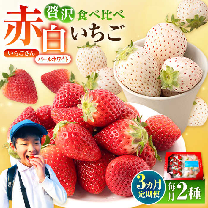 【先行予約】 【3回定期便】 食べ比べ！いちごさん＆パールホワイト 詰め合わせ定期便 各品種220g×1パック（計440g以上）【かわさきいちご】 イチゴ 白イチゴ 苺 果物 フルーツ 佐賀県 白石町 [IBG013]