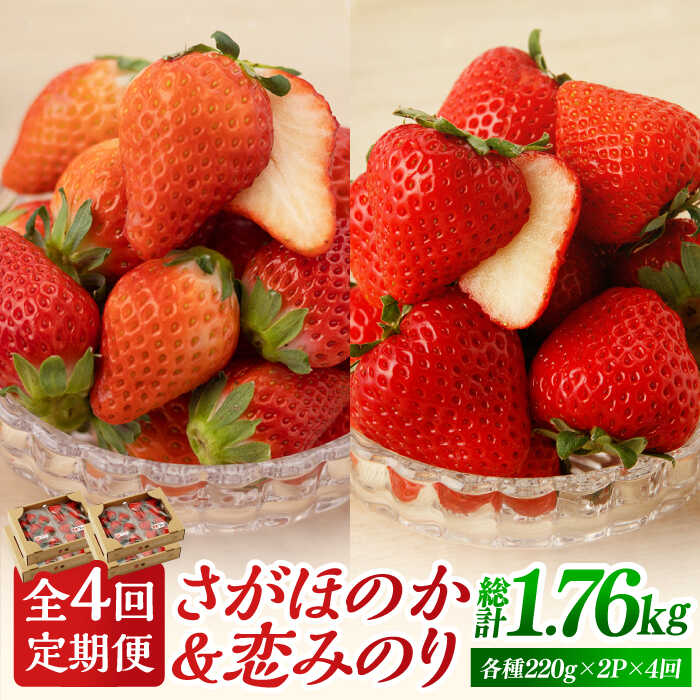 【R8年1月以降発送】【全4回定期便】 食べ比べ！恋みのり＆さがほのか 定期便【鐘ヶ江農園】 イチゴ 苺 直送 新鮮 果物 フルーツ 産地直送 佐賀県 白石町 [IBH008]