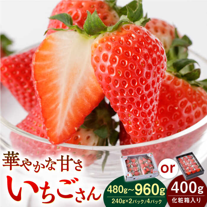 【先行予約】 いちごさん〈選べる容量〉 2パック or 4パックor 化粧箱【StrawberryFarm-K】 イチゴ 苺 赤いちご フルーツ 果物 佐賀県 白石町 [IBJ001]