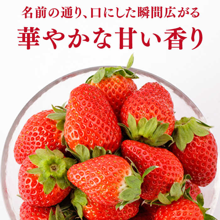 【先行予約】【ふるさと納税】 【農家直送】 かおり野 2パック or 4パック or 化粧箱【StrawberryFarm-K】 赤いちご イチゴ 苺 果物 フルーツ 佐賀県 白石町 [IBJ003] サムネイル2