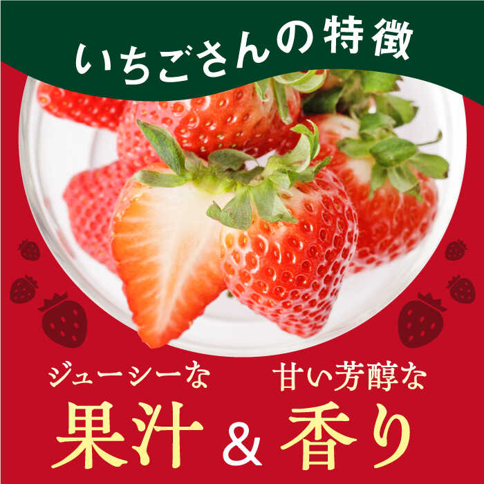 【ふるさと納税】【先行予約】【配送時期・回数が選べる定期便】 いちごさん 240g×2パック【StrawberryFarm-K】イチゴ 苺 赤いちご フルーツ 果物 佐賀県 白石町 [IBJ008] サムネイル2