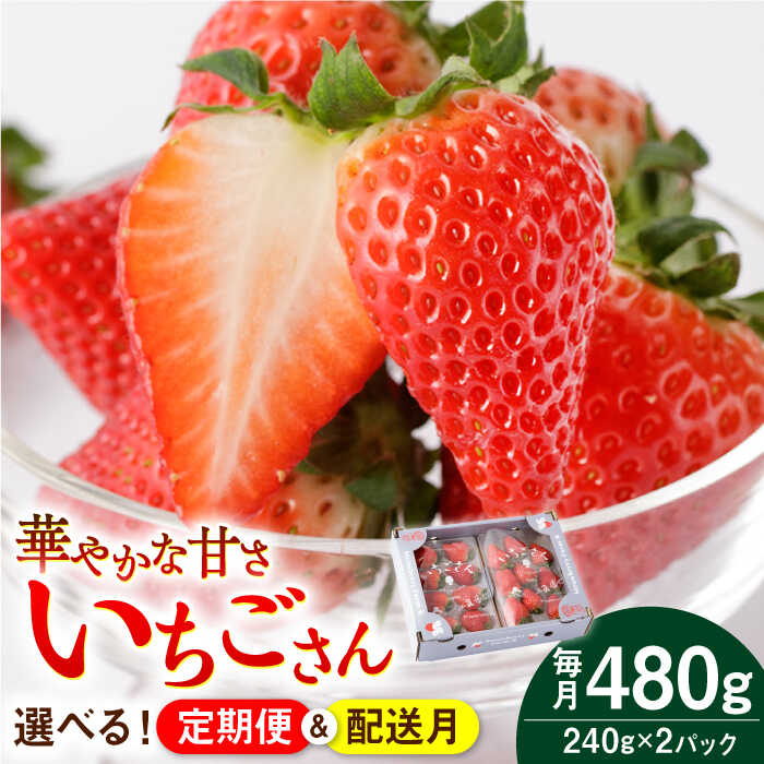 【先行予約】【配送時期・回数が選べる定期便】 いちごさん 240g×2パック【StrawberryFarm-K】イチゴ 苺 赤いちご フルーツ 果物 佐賀県 白石町 [IBJ008]