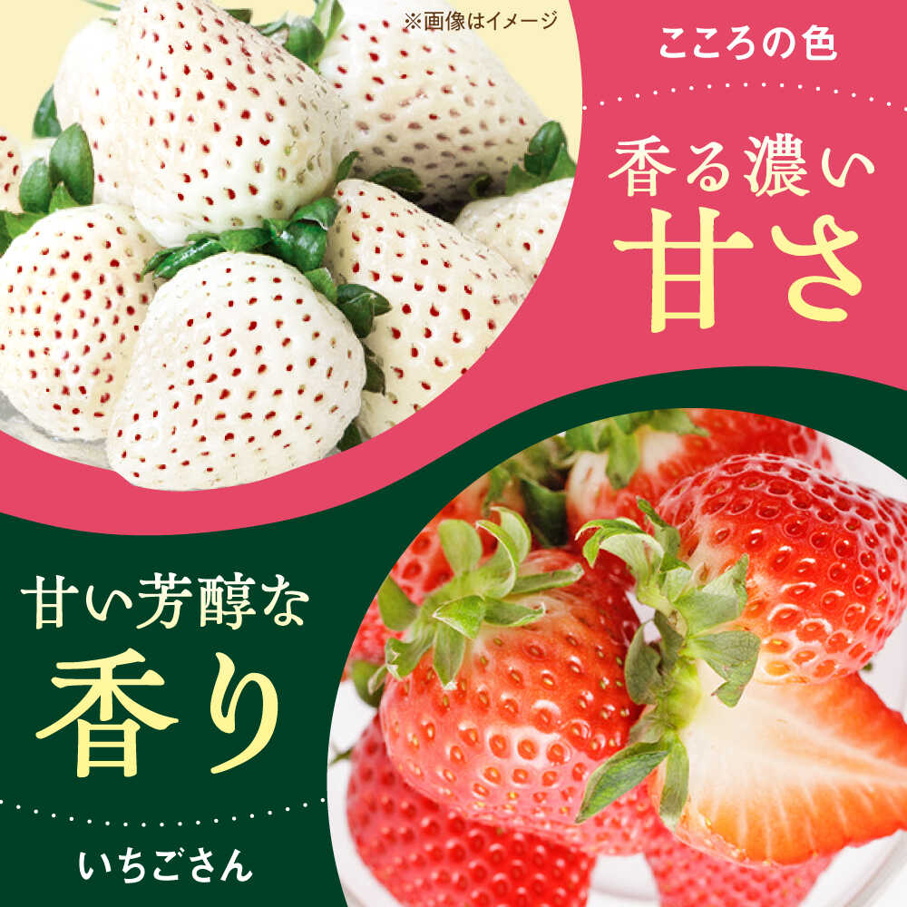 【ふるさと納税】【R8年1月以降発送】こころの色＋いちごさん 計460g （こころの色220g、いちごさん240g） 【StrawberryFarm-K】 [IBJ022] サムネイル2