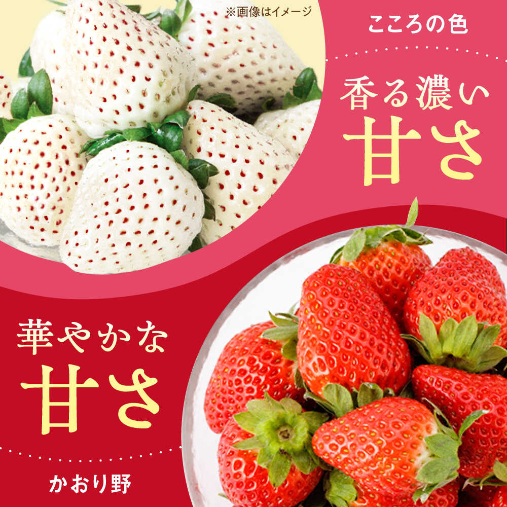 【ふるさと納税】【R8年1月以降発送】こころの色×かおり野 紅白いちごセット 計920g （こころの色220g×2パック、かおり野240g×2パック） 【StrawberryFarm-K】紅白いちご 希少 いちご 果物 フルーツ かおり野 セット [IBJ025] サムネイル2