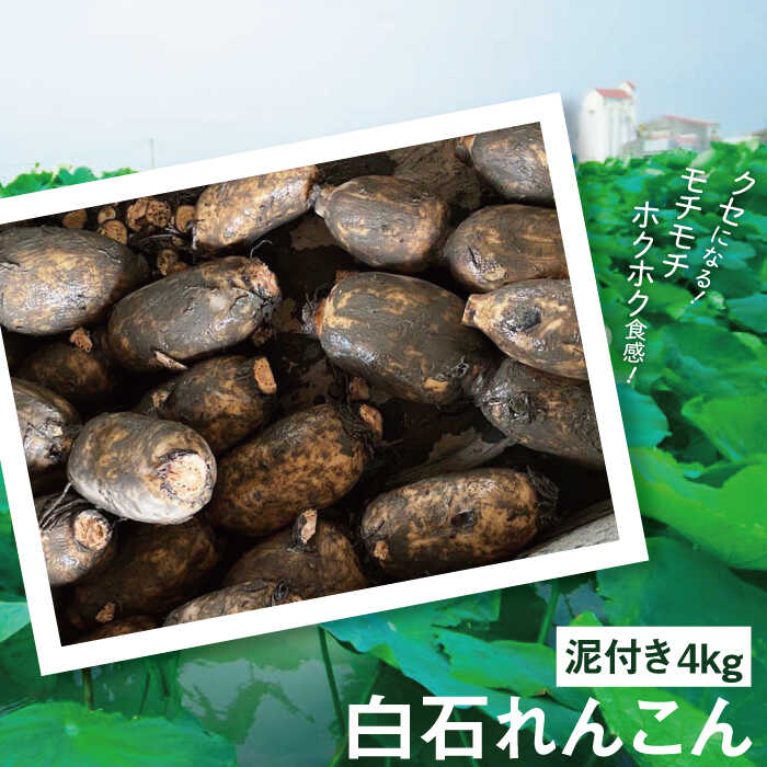 【年内配送】 産地直送！白石れんこん（泥付き）4kg【有限会社白石開発】 蓮根 レンコン 野菜 新鮮 佐賀県 白石町 [IBN002]