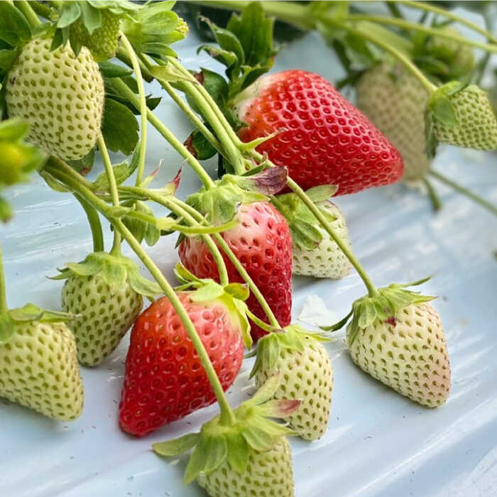 【ふるさと納税】【先行予約】【全5回定期便】特別栽培いちごとスイートコーンの定期便【井崎農園】 さがほのか いちごさん 赤いちご イチゴ 苺 とうもろこし 野菜 フルーツ 果物 食べ比べ [IBP001] サムネイル3