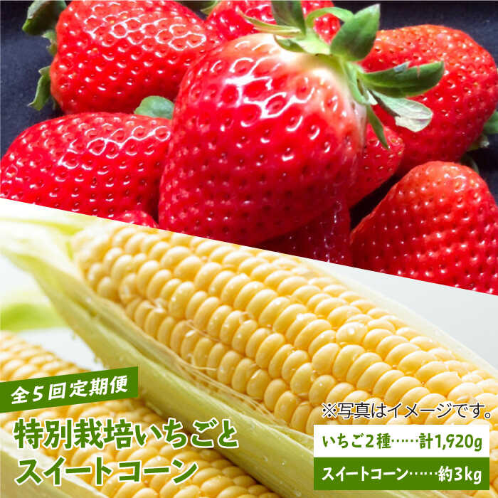 【先行予約】【全5回定期便】特別栽培いちごとスイートコーンの定期便【井崎農園】 さがほのか いちごさん 赤いちご イチゴ 苺 とうもろこし 野菜 フルーツ 果物 食べ比べ [IBP001]