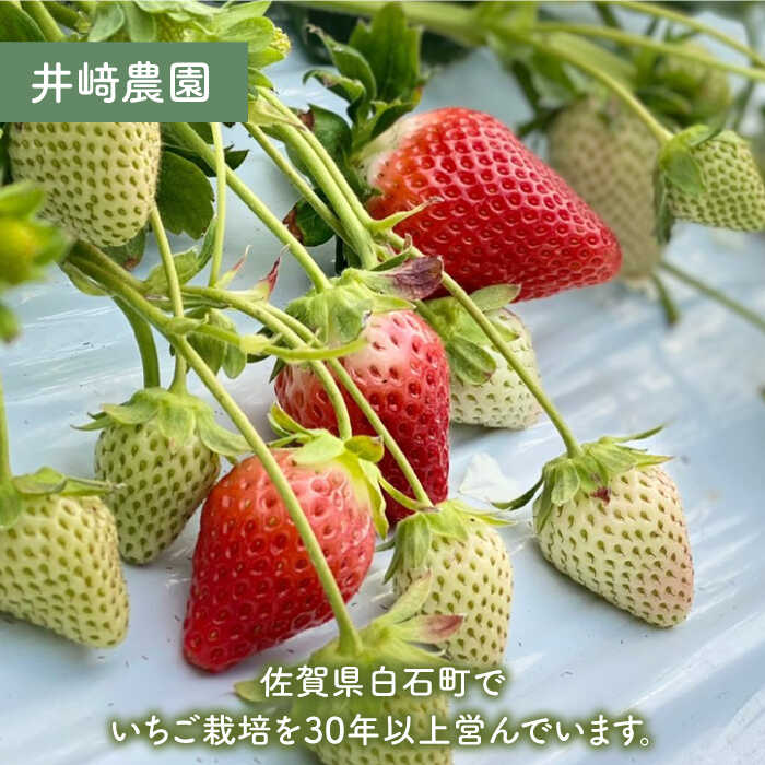 【ふるさと納税】 【先行予約】 【農家直送】 【全4回】 特別栽培 いちご 2品種 食べ比べ（さがほのか＆いちごさん）【井崎農園】 赤いちご イチゴ 苺 フルーツ 果物 食べ比べ [IBP002] サムネイル3